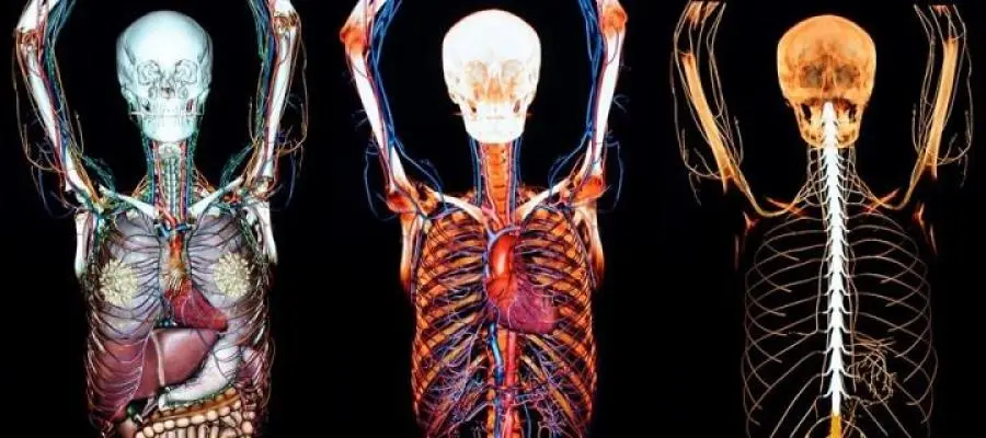 Anatomical Sciences BSc (Hons)